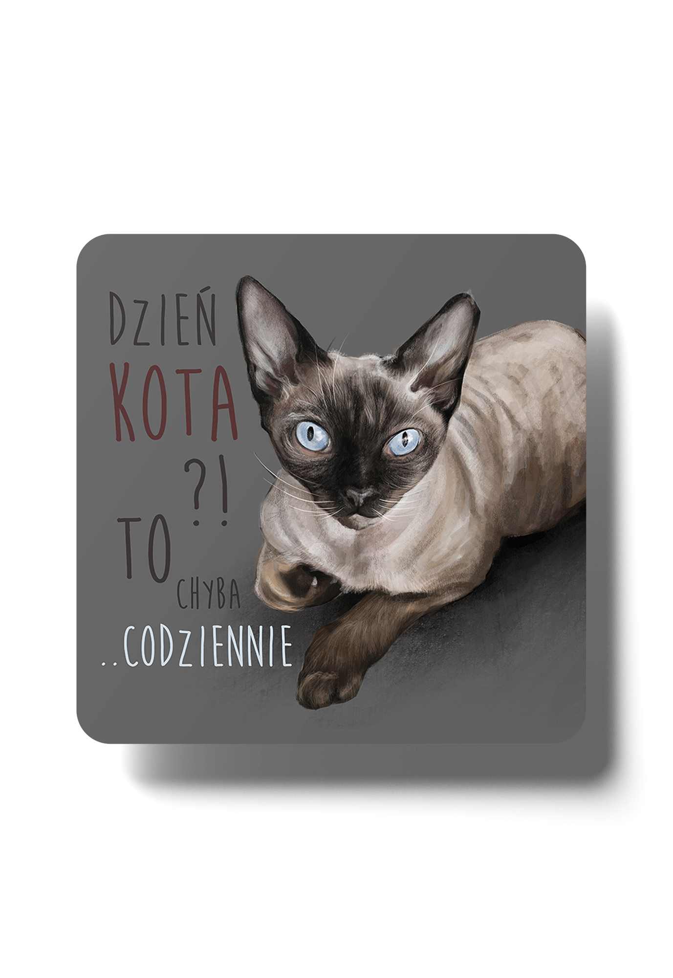 Magnes #Dzień kota
