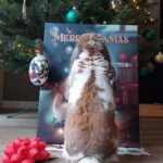 Królik oglądający swój portret świąteczny. W tle choinka