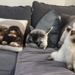 Poduszki dekoracyjne z kotami i królikami na kanapie w towarzystwie prawdziwych kotów