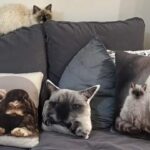 Poduszki dekoracyjne z kotami i królikami na kanapie w towarzystwie prawdziwych kotów